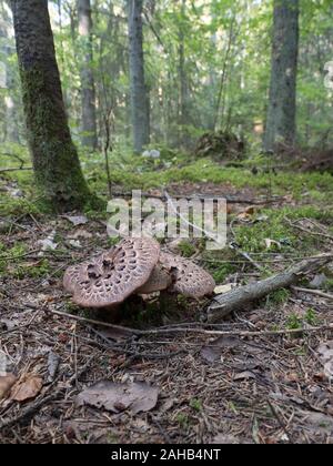 Sarcodon imbricatus, im allgemeinen bekannt als der schindelige Igel oder schuppige Igel, wächst in Görvälns Naturreservat, Schweden. Stockfoto