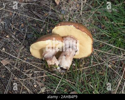 Suillus luteus, in Görvälns Naturreservat, Schweden, häufig als rutschiger Jack oder klebriger Bun bezeichnet. Stockfoto