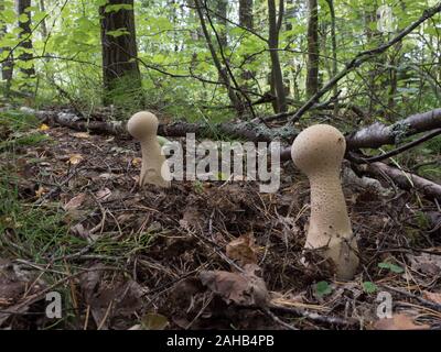 Calvatia excipuliformis (Lycoperdon excipuliforme) wird im Allgemeinen als Pfostenpuffball oder langstielige Puffkugel bezeichnet. Stockfoto