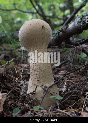 Calvatia excipuliformis (Lycoperdon excipuliforme) wird im Allgemeinen als Pfostenpuffball oder langstielige Puffkugel bezeichnet. Stockfoto