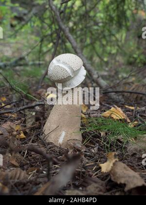 Calvatia excipuliformis (Lycoperdon excipuliforme) wird im Allgemeinen als Pfostenpuffball oder langstielige Puffkugel bezeichnet. Stockfoto