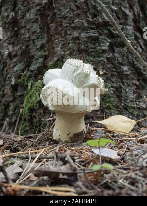 Calvatia excipuliformis (Lycoperdon excipuliforme) wird im Allgemeinen als Pfostenpuffball oder langstielige Puffkugel bezeichnet. Stockfoto