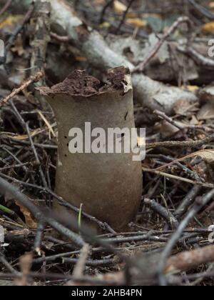 Calvatia excipuliformis (Lycoperdon excipuliforme) wird im Allgemeinen als Pfostenpuffball oder langstielige Puffkugel bezeichnet. Stockfoto