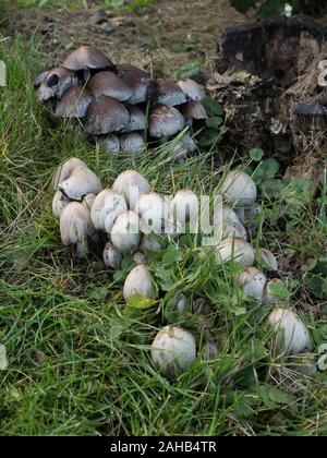 Coprinopsis atramentaria, im Allgemeinen als gewöhnliche Tintenkappe oder Tintenkappe bekannt, wächst in Görvälns Naturreservat, Schweden. Stockfoto