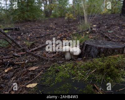 Calvatia excipuliformis (Lycoperdon excipuliforme) wird im Allgemeinen als Pfostenpuffball oder langstielige Puffkugel bezeichnet. Stockfoto