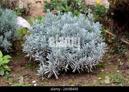 Laubbaumarten, Lavendel oder Lavandula latifolia oder Spike Lavendel oder portugiesischer Lavendel blühende Strauch stark aromatische Pflanze mit grauen Evergreen Stockfoto