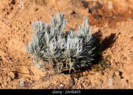 Laubbaumarten, Lavendel oder Lavandula latifolia blühende Strauch stark aromatische Pflanze mit grauen immergrüne Laub im Garten. Stockfoto