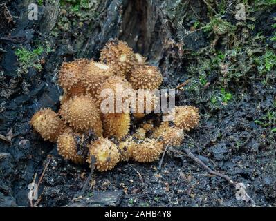 Pholiota squarrosa, im Allgemeinen bekannt als die shaggy Scalycap, die shaggy Pholiota oder die schuppige Pholiota in Görvälns Naturreservat, Schweden. Stockfoto