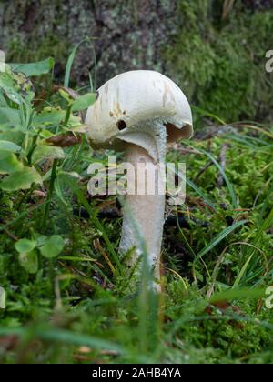 Agaricus silvicola, auch Holzpilz genannt, wächst im schwedischen Görvälns Naturreservat. Stockfoto