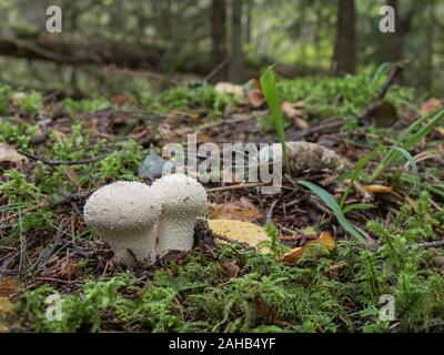 Lycoperdon perlatum, im Volksmund bekannt als üblicher Puffball, warzter Puffball, mit Schmucksteinen verzierter Puffball, Wolffarts oder Schnupftabakkasten des Teufels. Stockfoto