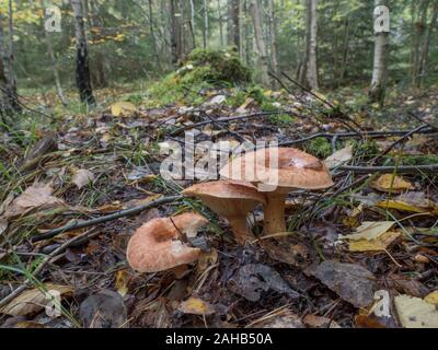 Lactarius torminosus, im Allgemeinen bekannt als die wollige Milchkappe oder die bärtige Milchkappe, die in Görvälns Naturreservat, Schweden wächst. Stockfoto