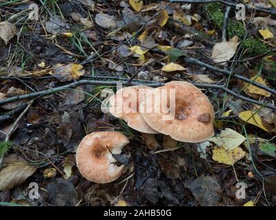 Lactarius torminosus, im Allgemeinen bekannt als die wollige Milchkappe oder die bärtige Milchkappe, die in Görvälns Naturreservat, Schweden wächst. Stockfoto