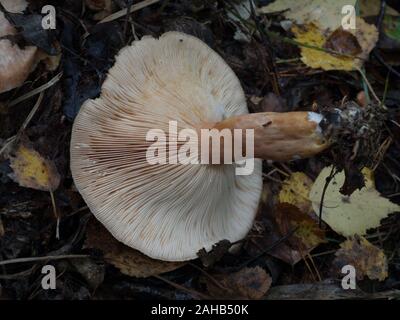 Lactarius torminosus, im Allgemeinen bekannt als die wollige Milchkappe oder die bärtige Milchkappe, die in Görvälns Naturreservat, Schweden wächst. Stockfoto