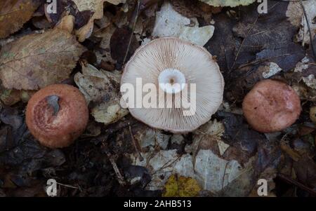 Lactarius torminosus, im Allgemeinen bekannt als die wollige Milchkappe oder die bärtige Milchkappe, die in Görvälns Naturreservat, Schweden wächst. Stockfoto