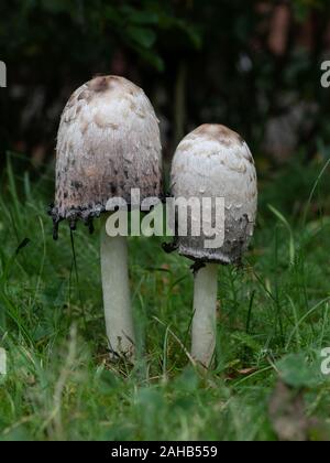 Coprinus comatus, die stachelige Tintenkappe, die Perücke des Rechtsanwalts oder die schaggy Mähne, ist ein häufiger Pilz, der häufig auf Rasen, entlang von Schotterstraßen und Abfallbereichen wächst. Stockfoto