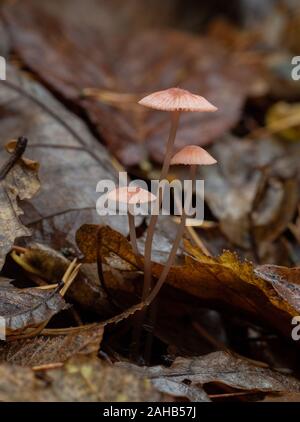 Mycena Rosea, im Allgemeinen bekannt als die rosige Haube, die in Görvälns Naturreservat, Schweden wächst. Stockfoto