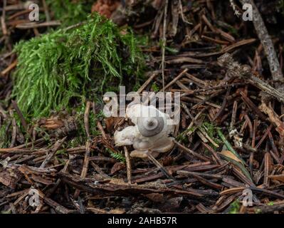 Vierbeinigen earthstar Pilz (Geastrum quadrifidum) wachsen in Görvälns Naturreservat, Järfälla, Schweden Stockfoto