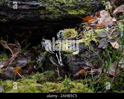 Xylaria hypoxylon, bekannt als Kerzenleuchtepilz, Kerzenleuchtepilz, Kohlehandel oder Hirschhorn-Pilz. Stockfoto