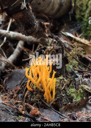 Calocera viscosa oder Yellow Stagshorn wächst in Görvälns Naturreservat, Schweden. Stockfoto