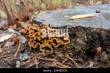 Stereum hirsutum, auch falscher putenschwanz und behaarte Vorhangkruste genannt, die auf einem Eichenstumpf in Görvälns Naturreservat, Järfälla, Schweden wächst Stockfoto