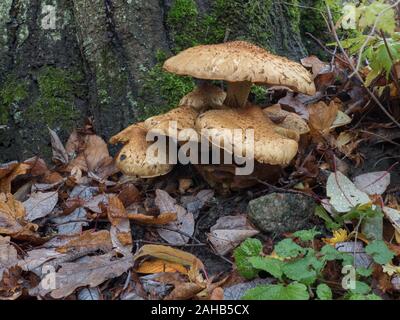 Pholiota squarrosa, im Allgemeinen bekannt als die shaggy Scalycap, die shaggy Pholiota oder die schuppige Pholiota in Görvälns Naturreservat, Schweden. Stockfoto