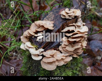 Panellus stipticus, allgemein bekannt als die bittere Auster, der leuchtende Panellus oder der Stiptikpilz. Stockfoto