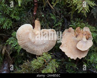 Panellus stipticus, allgemein bekannt als die bittere Auster, der leuchtende Panellus oder der Stiptikpilz. Stockfoto