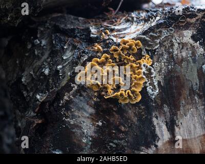 Stereum hirsutum, auch falscher putenschwanz und behaarte Vorhangkruste genannt, die auf einem Eichenstumpf in Görvälns Naturreservat, Järfälla, Schweden wächst Stockfoto