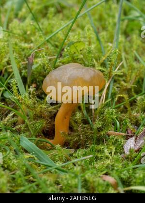 Leotia schmierica, im Allgemeinen als Gelee Baby bezeichnet, das in Görvälns Naturreservat, Järfälla, Schweden wächst Stockfoto