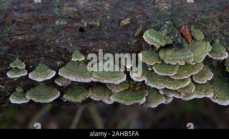 Trichaptum abietinum ist eine Pflanzenart aus der Gattung der poroid Pilz in der Reihenfolge Hymenochaetales. Es ist SAPROPHYTISCHE, aus toten Nadelholz. Järfälla, Schweden Stockfoto
