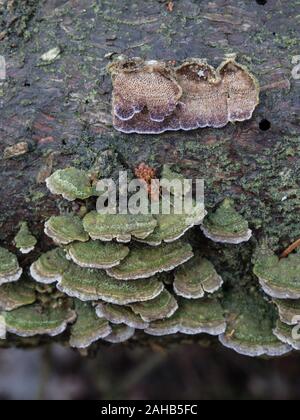 Trichaptum abietinum ist eine Pflanzenart aus der Gattung der poroid Pilz in der Reihenfolge Hymenochaetales. Es ist SAPROPHYTISCHE, aus toten Nadelholz. Järfälla, Schweden Stockfoto