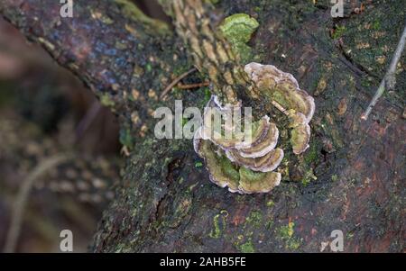 Trichaptum abietinum ist eine Pflanzenart aus der Gattung der poroid Pilz in der Reihenfolge Hymenochaetales. Es ist SAPROPHYTISCHE, aus toten Nadelholz. Järfälla, Schweden Stockfoto