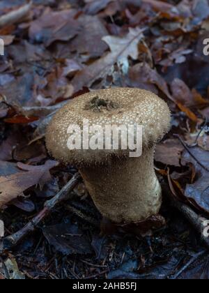 Lycoperdon perlatum, im Volksmund bekannt als üblicher Puffball, warzter Puffball, mit Schmucksteinen verzierter Puffball, Wolffarts oder Schnupftabakkasten des Teufels. Stockfoto