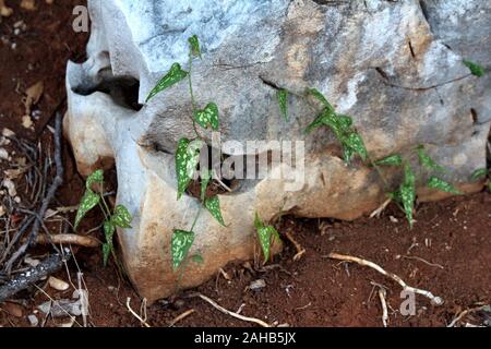 Gemeinsame smilax oder Smilax aspera oder rauen bindweed oder smilax Sarsaparille oder Mediterrane mehrjährig Klettern blühenden Reben mit flexiblen und zarte Stockfoto