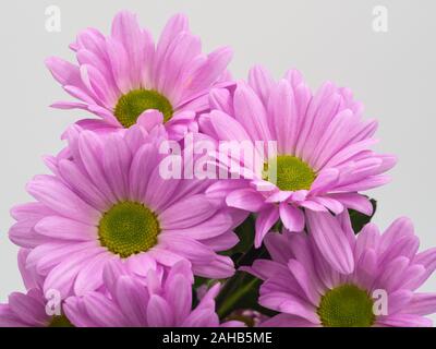 Schöne rosa Gänseblümchen Blumen auf weißem Hintergrund Stockfoto