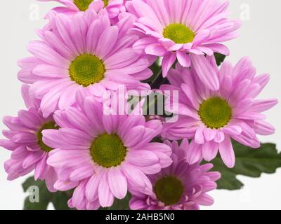 Schöne rosa Gänseblümchen Blumen auf weißem Hintergrund Stockfoto