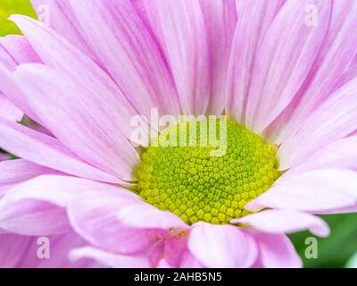 Schöne rosa Gänseblümchen Blumen isoliert Makro Nahaufnahme Stockfoto