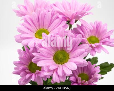 Schöne rosa Gänseblümchen Blumen auf weißem Hintergrund Stockfoto