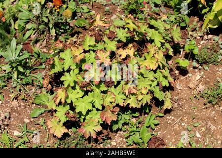 Coral Glocken oder Heuchera oder Alumroot immergrüne Stauden mehrjährige Pflanze mit palmately gelappt Hellgrün bis dunkel Lila Blätter auf langen blattstielen Stockfoto