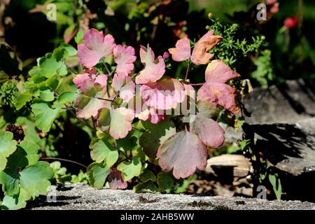 Coral Glocken oder Heuchera oder Alumroot immergrüne Stauden mehrjährige Pflanze mit palmately gelappt Hellgrün bis dunkel Lila Blätter auf langen blattstielen Stockfoto