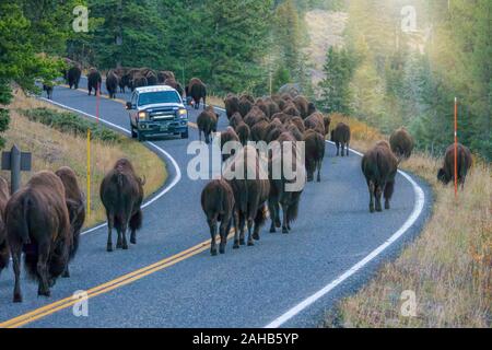 Ein Fahrzeug gestoppt, während eine Herde von großen Bison (Bison bison) Vorbei es auf einer Autobahn im Lamar Valley, Yellowstone National Park. Stockfoto