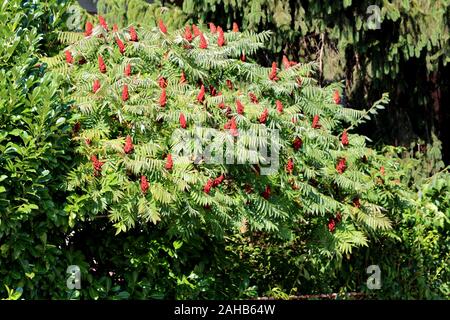 Dichte baumkrone von Staghorn sumac oder Rhus typhina zweihäusig Laubbaum mit dunklem Rot konisch geformte Blüten und alternative pinnately zusammengesetzten Blättern Stockfoto