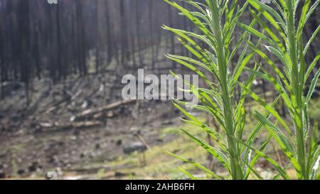 Waldverjüngung mit verbrannten Bäume nach dem Donnell Feuer, ein Jahr später. Darndanelle, Stanislaus National Forest auf Landstraße 108, Kalifornien. Stockfoto