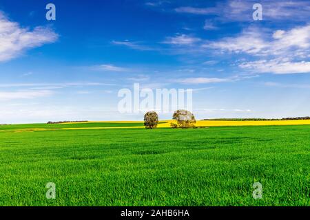 Canola Felder im Süd Westen von New South Wales sind schön im Frühling mit ihren leuchtend gelben Blumen Stockfoto