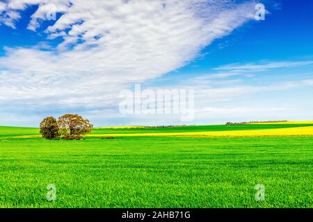 Canola Felder im Süd Westen von New South Wales sind schön im Frühling mit ihren leuchtend gelben Blumen Stockfoto