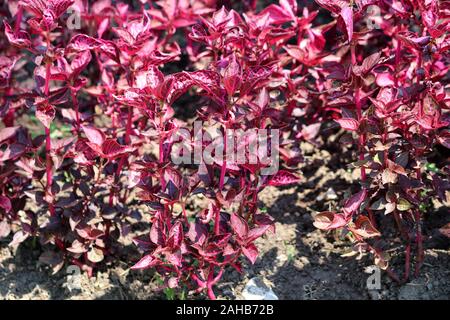 Iresine herbstii bloodleaf Herbsts oder oder Huhn gizzard oder Beefsteak Anlage oder Formosa bloodleaf krautige Pflanzen mit hellen Rot glänzend Stockfoto