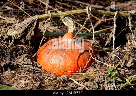 Hokkaido Kürbis oder Red kuri Squash thin gehäutet Orange große Winter Squash in lokalen Home Garten reif für die Ernte Stockfoto