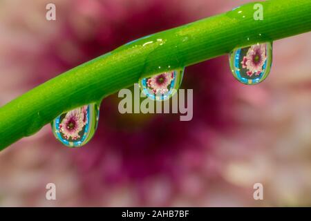 Reflexion der Blume im Wassertropfen auf grünem Ast in den öffentlichen Park Stockfoto