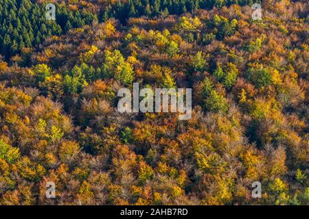 Luftbild, herbstliche Nadelwald, laubbaum im Herbst, Wald, bunten Mischwald bei Ackermanns Weg, Arnsberg, Sauerland, Nordrhein-Westfalen Stockfoto