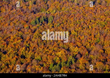 Luftbild, herbstliche Nadelwald, laubbaum im Herbst, Wald, bunten Mischwald bei Ackermanns Weg, Arnsberg, Sauerland, Nordrhein-Westfalen Stockfoto